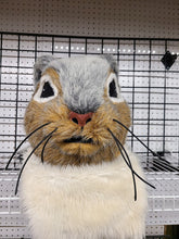 Load image into Gallery viewer, Squirrel Mascot
