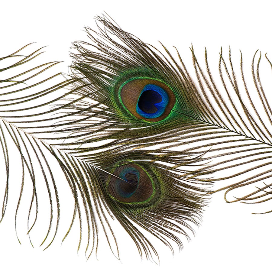Peacock Feathers 8